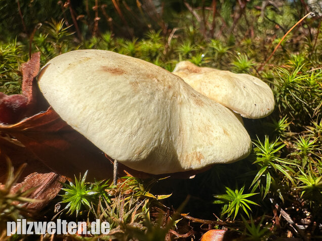 Zitronenporling, Albatrellus citrinus