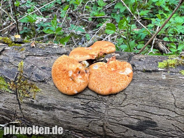 Bienenwabenporling, Waben-Stielporling, Neofavolus alveolaris
