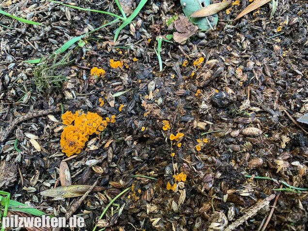 Blassgelber Mistborstling, Cheilymenia theleboloides