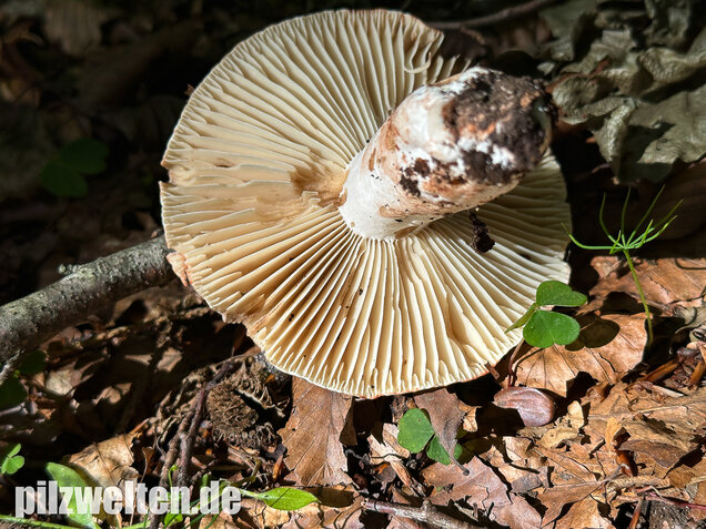 Dickblättriger Schwärztäubling, Russula nigricans