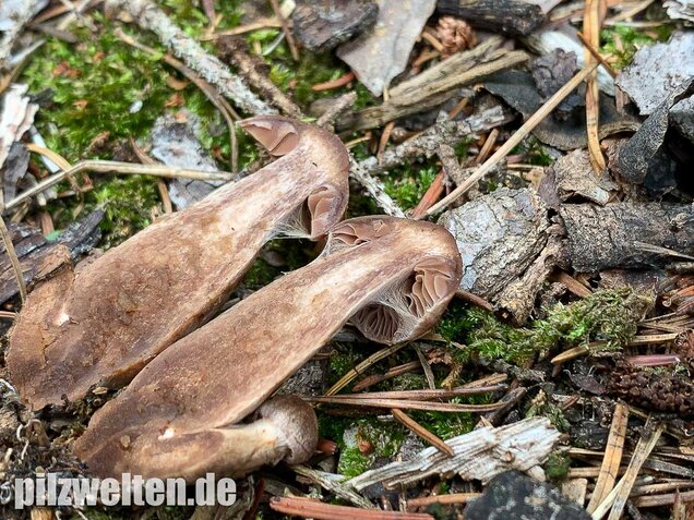 Dunkelbrauner Gürtelfuß, Cortinarius brunneus
