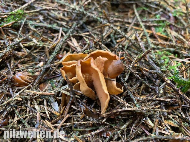 Eselsohr, Otidea onotica