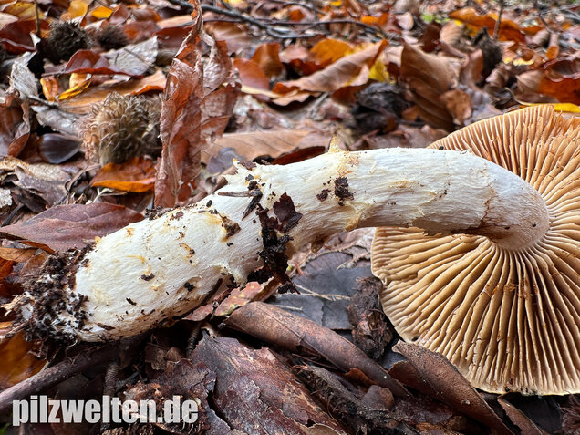 Fuchsigbrauner Schleimkopf, Phlegmacium vulpinum