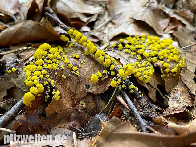 Gelber Eierschleimpilz, Physarum virescens