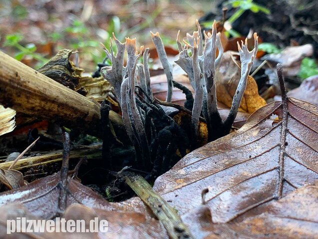 Geweihförmige Holzkeule, Xylaria hypoxylon