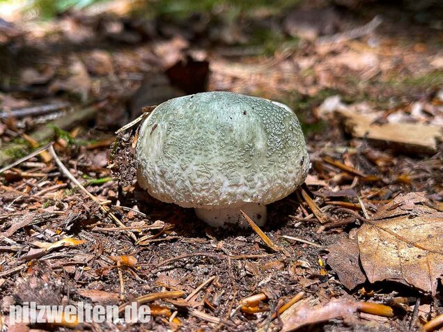 Grüngefelderter Täubling, Russula virescens