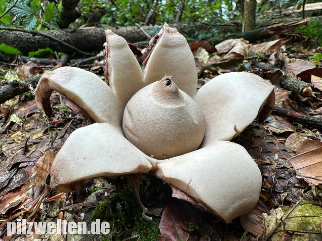 Halskrausen-Erdstern, Geastrum michelianum