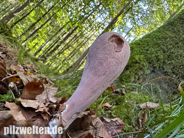 Herkuleskeule, Riesenkeule, Clavariadelphus pistillaris