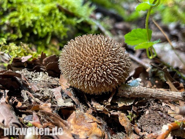 Igelstäubling, Lycoperdon echinatum