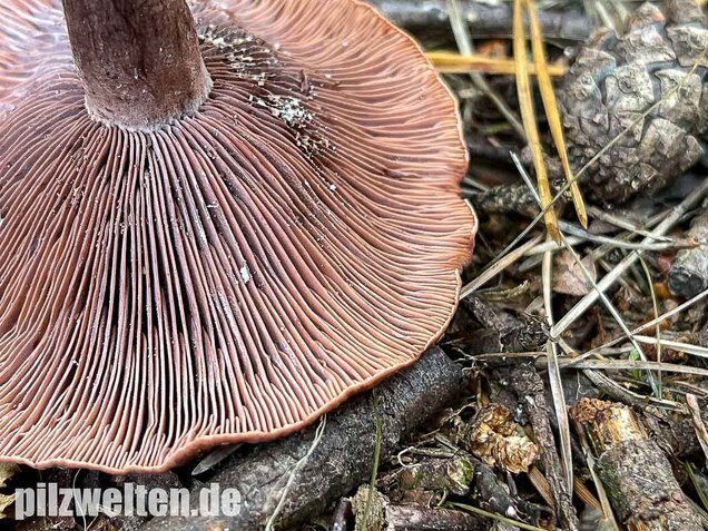 Kampfermilchling, Lactarius camphoratus