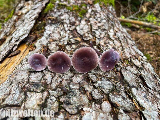 Lila Rettichhelmling, Mycena pura