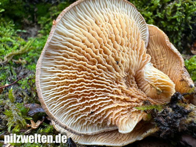 Muschelkrempling, Grubenschwamm, Tapinella panuoides