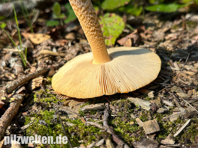 Orangegelber Scheidenstreifling, Amanita crocea