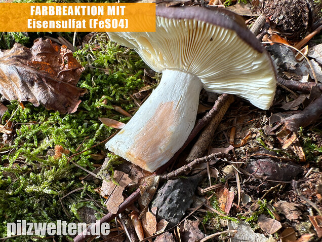 Papageitäubling, Kleiner Frauentäubling, Russula ionochlora