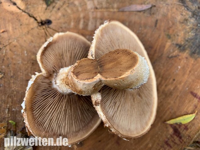 Pappelschüppling, Pholiota populnea