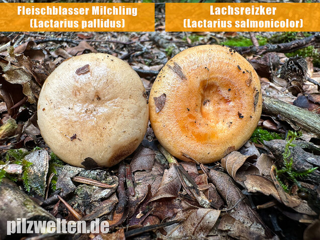 Lachsreizker, Lactarius salmonicolor