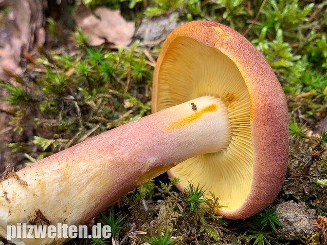 Purpurfilziger Holzritterling, Tricholomopsis rutilans