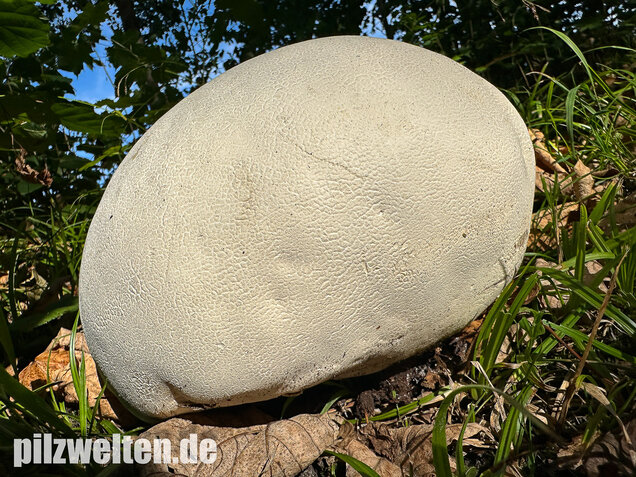 Riesenbovist, Calvatia gigantea
