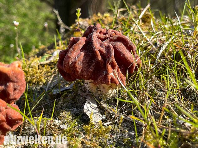 Riesenlorchel, Gyromitra gigas
