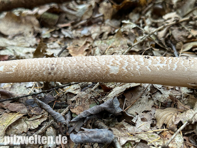 Riesenschirmling, Parasol, Macrolepiota procera
