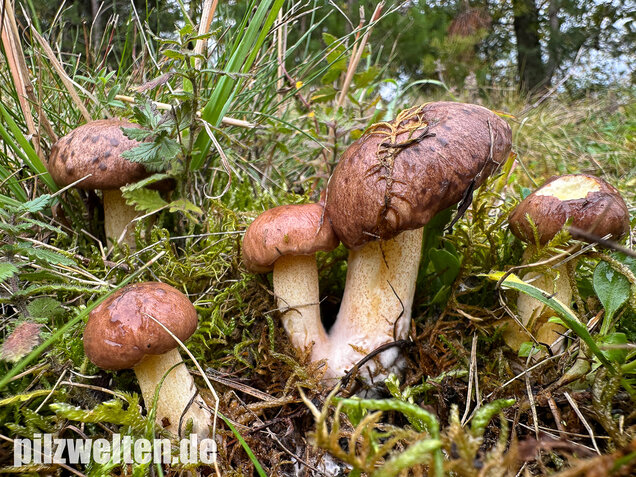 Ringloser Butterpilz, Suillus collinitus