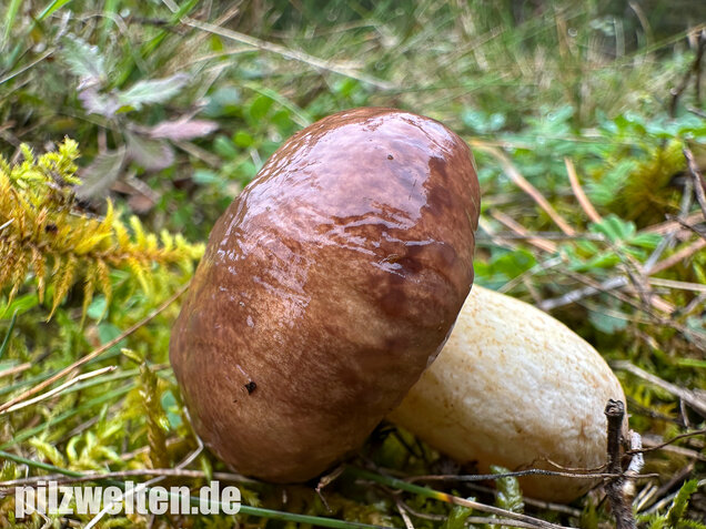 Ringloser Butterpilz, Suillus collinitus