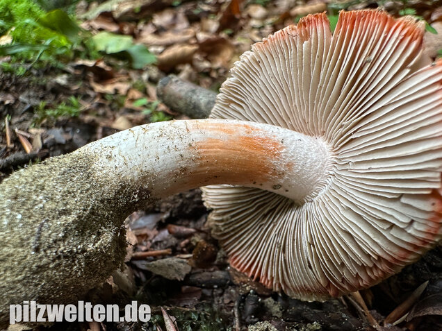 Rötender Risspilz, Schamroter Risspilz, Inocybe godeyi