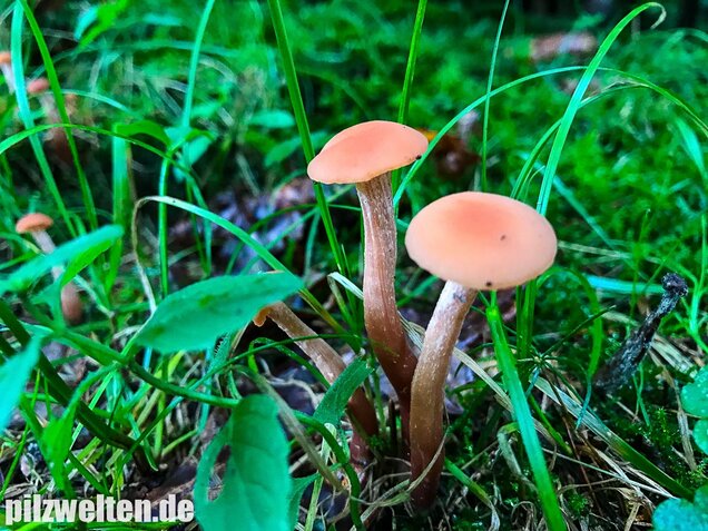 Rötlicher Lacktrichterling, Laccaria laccata