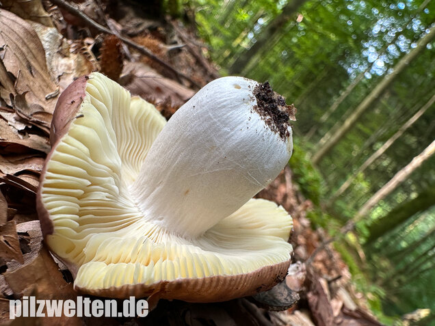 Weißstieliger Ledertäubling, Russula romellii