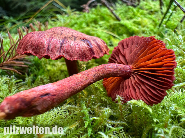 Blutroter Hautkopf, Bluthautkopf, Cortinarius sanguineus