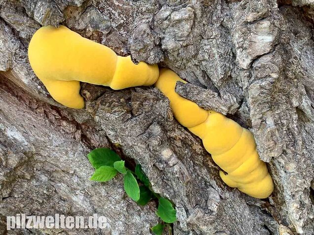Schwefelporling, Huhn des Waldes, Laetiporus sulphureus