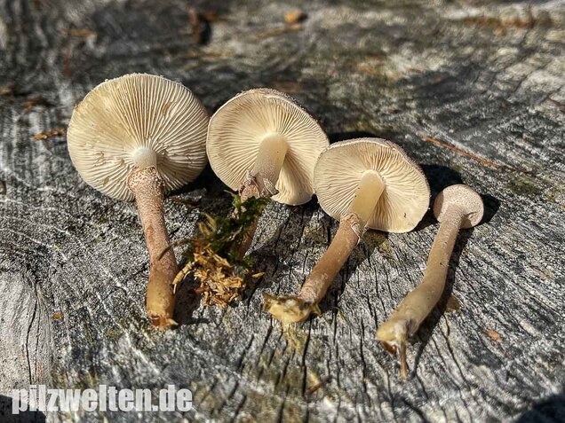 Starkriechender Körnchenschirmling, Cystoderma carcharias