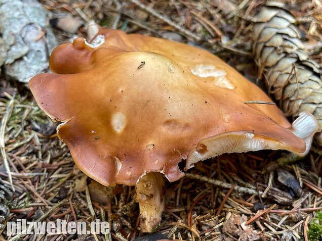 Verdrehter Rübling, Rhodocollybia prolixa