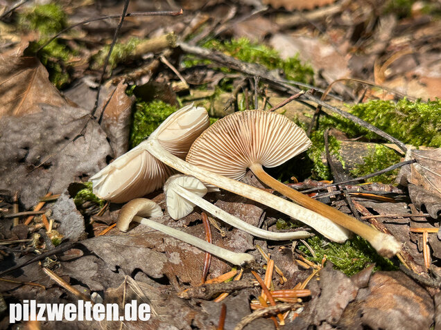 Verschiedenfarbiger Dachpilz, Pluteus plautus
