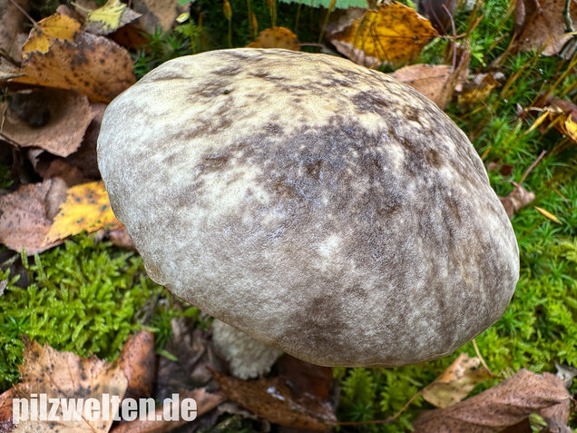 Vielverfärbender Birkenpilz, Leccinum variicolor