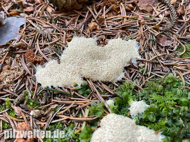 Weiße Lohblüte, Fuligo candida