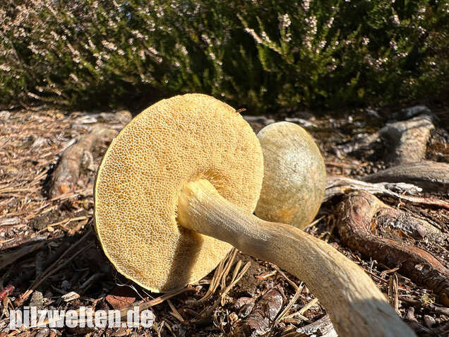 Weißer Birkenpilz, Leccinum holopus