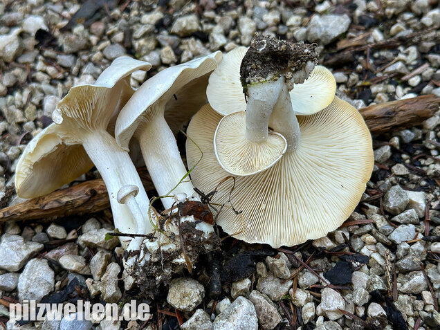 Weißer Büschelrasling, Leucocybe connata