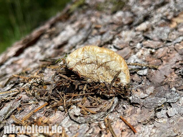 Weißer Polsterpilz, Postia ptychogaster