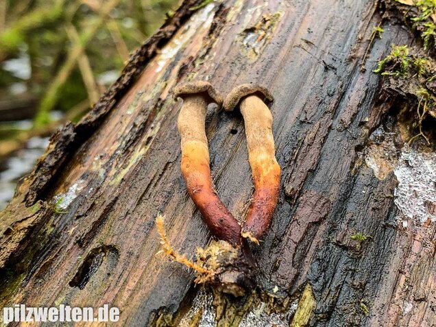 Winter-Stielporling, Lentinus brumalis