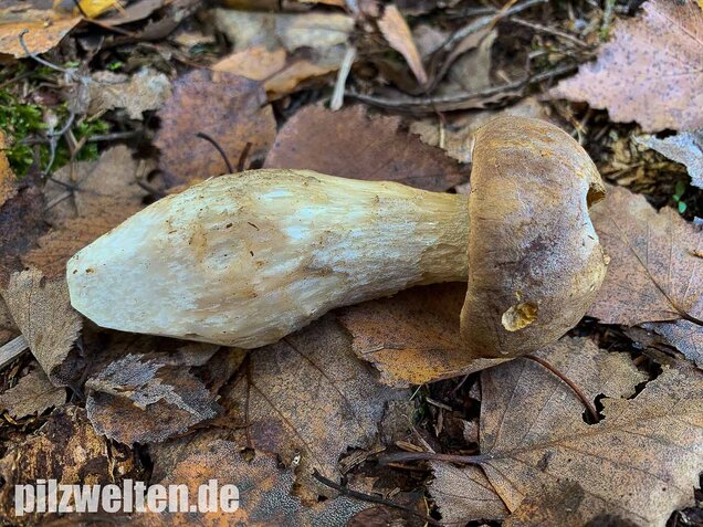 Wollstieliger Raufußröhrling, Leccinum cyaneobasileucum