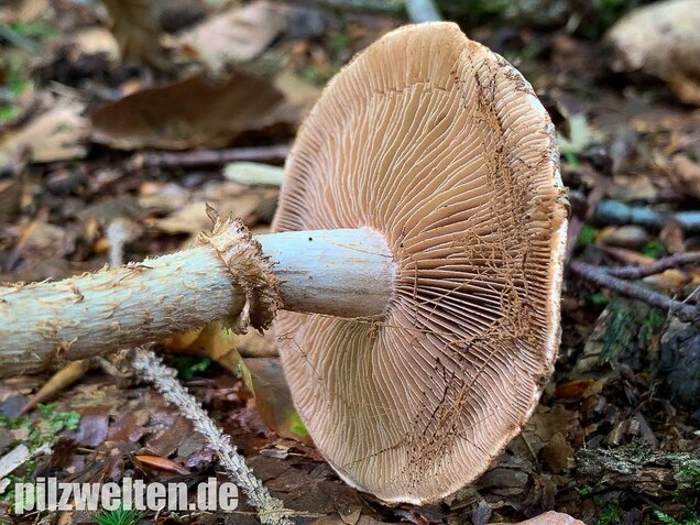Wurzelnder Marzipanfälbling, Hebeloma radicosum