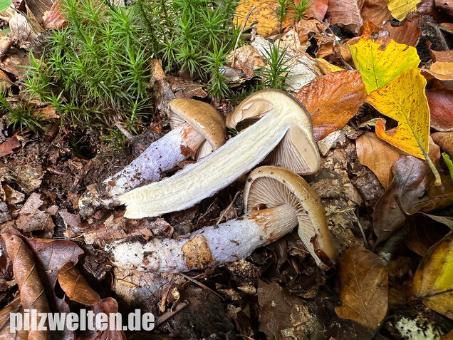 Honigschleimfuß, Runzeliggeriefter Schleimfuß, Cortinarius stillatitius