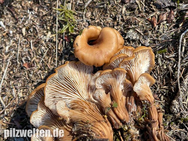 Aniszähling, Lentinellus cochleatus