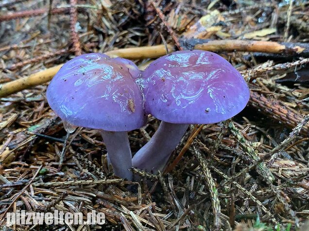 Blauer Schleimfuß, Cortinarius salor