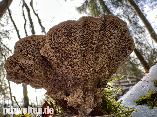 Braune Borstentramete, Braune Auentramete, Coriolopsis gallica