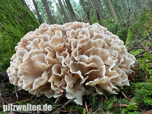 Breitblättrige Glucke, Sparassis brevipes