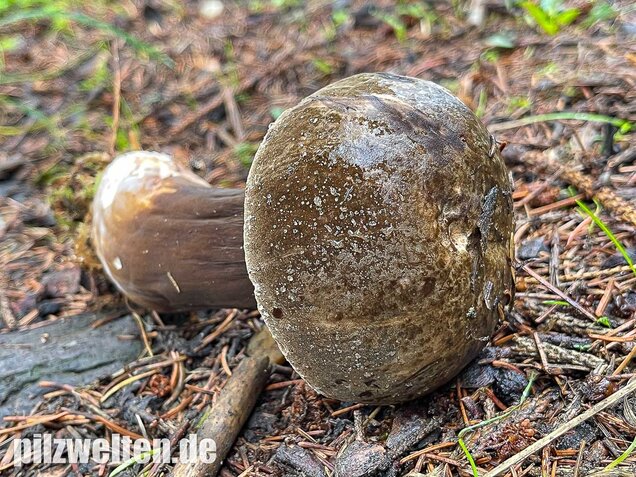 Düsterer Röhrling, Porphyrröhrling, Porphyrellus porphyrosporus