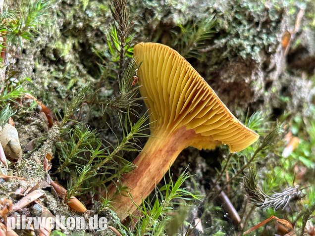 Europäisches Goldblatt, Phylloporus pelletieri