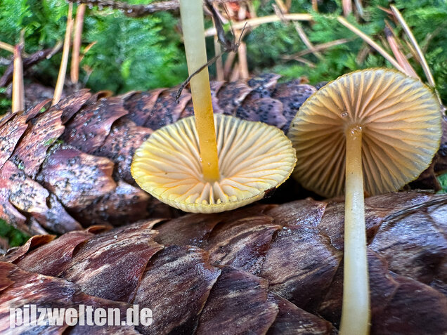 Orangeschneidiger Helmling, Feuriger Helmling, Mycena aurantiomarginata